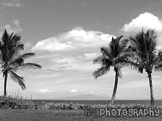 Three Palm Trees black and white picture