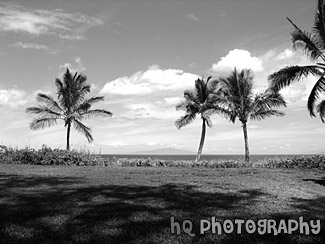 Three Palm Trees & Shadows in Hawaii black and white picture