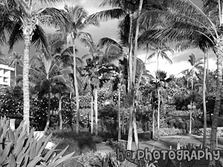 Palm Trees (Makena Resort, Maui) black and white picture