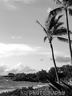 Palm Tree & Wind black and white picture