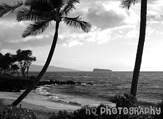 Maui Beach, Palm Trees & Ocean black and white picture