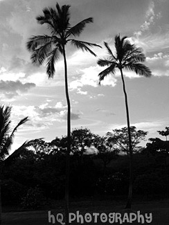 Two Palm Trees of Maui black and white picture