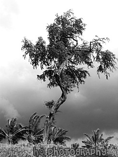 Maui Tree & Dark Clouds black and white picture