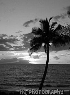 Palm Tree, Ocean, & Sunset black and white picture