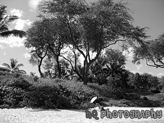 Umbrella on Beach black and white picture