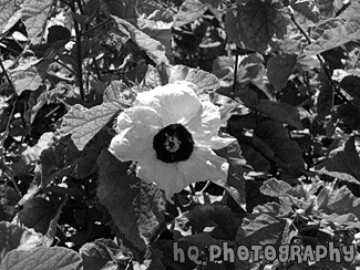 Hawaiian Flower black and white picture