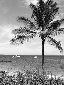 Palm Tree & Ocean of Maui black and white picture