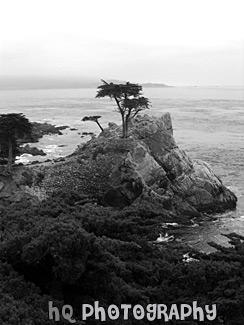 The Lone Cypress in Pebble Beach black and white picture