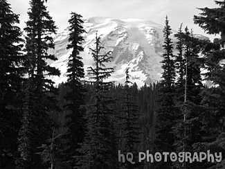 Mt. Rainier Through Evergreen Trees black and white picture