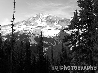 Mt. Rainier & Trees black and white picture