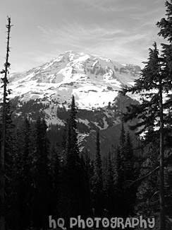 Mt. Rainier & Tall Trees black and white picture