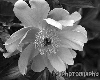 Close Up of Pink Flower black and white picture