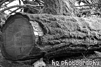 Log with Moss Close Up black and white picture