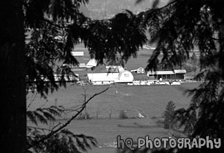 Farm Through Trees black and white picture