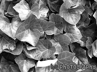 Green Ivy black and white picture