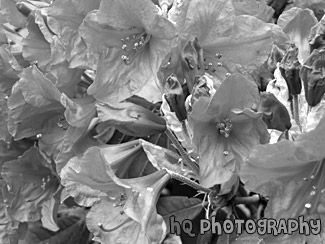 Red Flowers Close Up black and white picture
