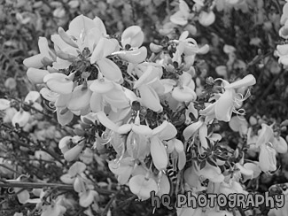 Yellow Flowers Close Up black and white picture