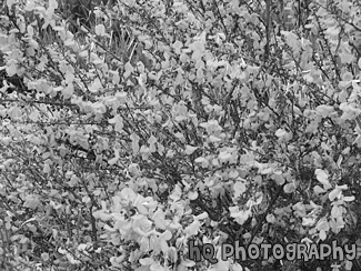 Yellow Flower Bush black and white picture