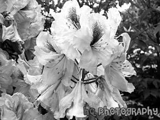 Purple Flowers black and white picture