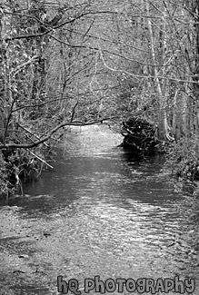 Small Creek & Trees black and white picture