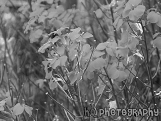 Orange Flowers black and white picture