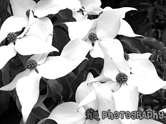 White Flowers Close Up black and white picture
