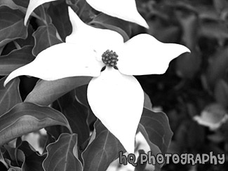 White Flower Close Up black and white picture