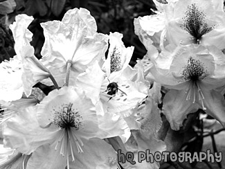 Purple Flowers & A Bee black and white picture