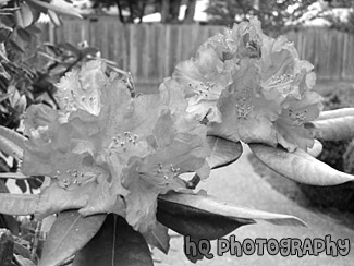 Two Pink Flowers black and white picture