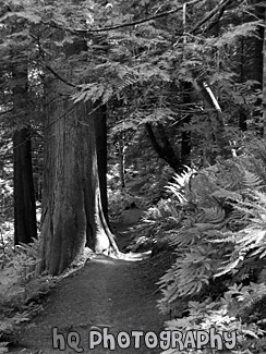 Mt. Peak Trail black and white picture