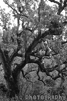 Green Mossy Tree black and white picture