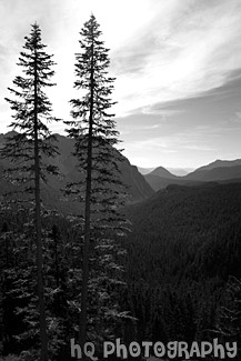 Two Tall Evergreen Trees black and white picture