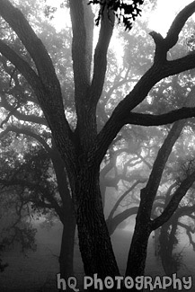 Spooky Trees black and white picture