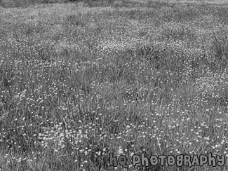 Field of Yellow Buttercups black and white picture