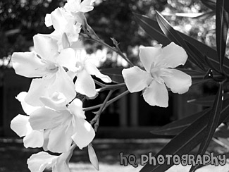 Close Up Scenic Flowers black and white picture