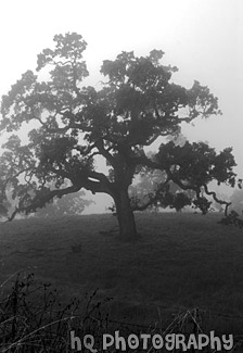 Lone Foggy Tree black and white picture