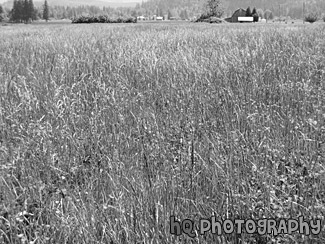 Tall Grass Field black and white picture