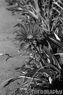 Scenic Red Flower black and white picture