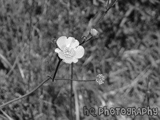 Buttercup Close Up black and white picture