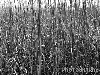 Tall Grass black and white picture