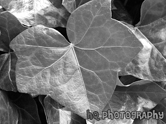 Green Ivy Close Up black and white picture