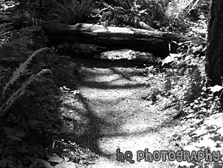 Shadows and Trail black and white picture