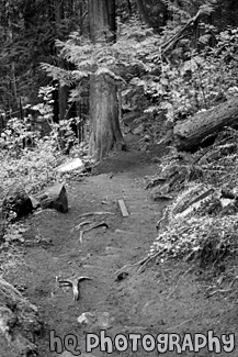 Nature Trail of Mt. Peak, Enumclaw black and white picture