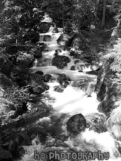 Nickel Creek, Mt. Rainier National Forest black and white picture