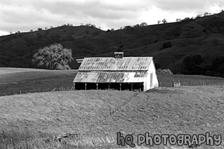 Green Grass and Old Barn black and white picture