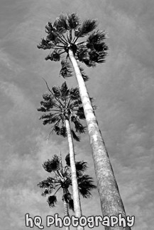 Three Palm Trees & Blue Sky black and white picture