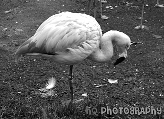 Pink Flamingo black and white picture