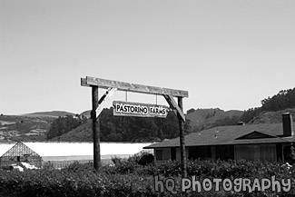 View of a Ranch at Half Moon Bay black and white picture