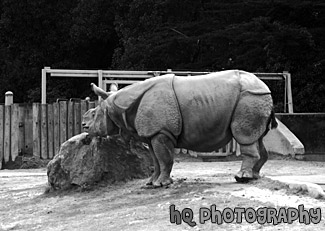 Greater One-Horned Rhinoceros black and white picture