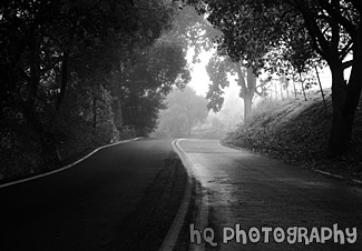 Shadows, Trees, & Road black and white picture